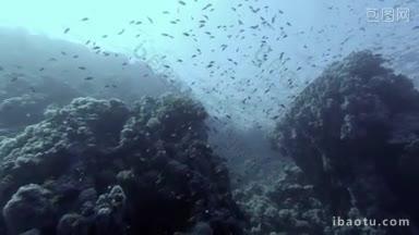 水下珊瑚礁景观与五颜六色的鱼